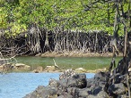 galapagos